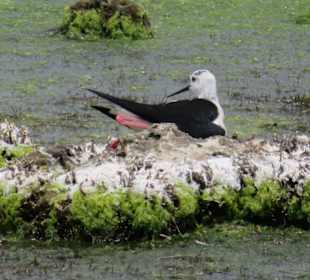 Parc natural de s’Albufera