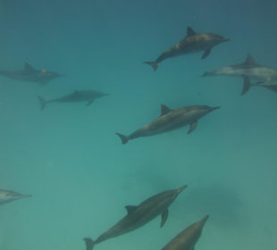 Schnorcheln mit Delphinen beim Sataya Ausflug