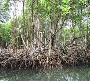Mangroven Los Haities