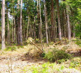 Landschaft rechts - Links Forst