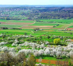 Frühling Apfelblüten