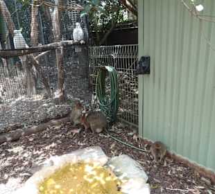 Stadtrundgang Sydney