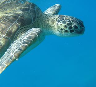Schildkröten hautnah