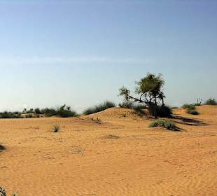 Pustynia Thar