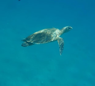 Unterwasserwelt am Hausriff