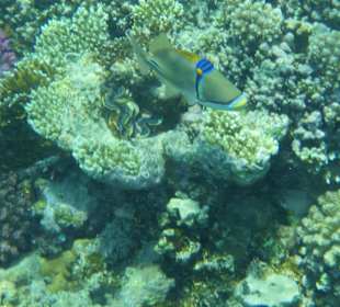 Tolles Hausriff am Tulip Resort