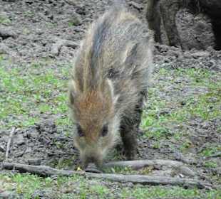 Das Wildschweingehege im Tiergarten