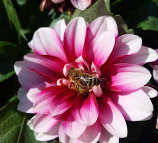 Blüte mit Biene