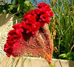 Außergewöhnliche mediterane Pflanze