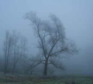 Einsamer Baum im Nebel