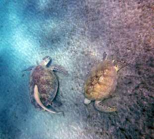 Schnorcheln Marsa Alam