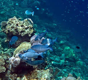 Подводный мир Мальдив.