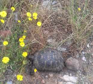 Burg von Alanya (Ic Kale)	
