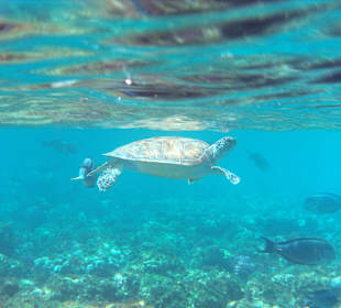 Schildkröte am Hausriff