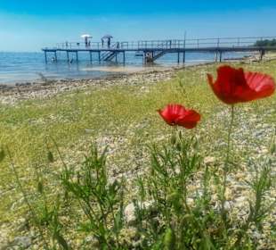 Mohnbllumen vor dem Steg im Strandbad Lochau