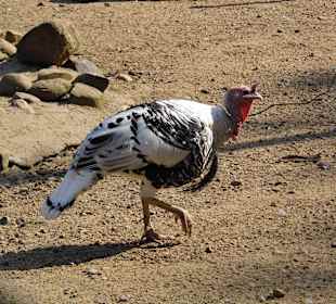 WildparkImpression September 2013