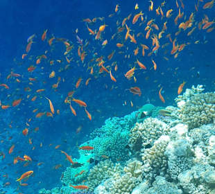 Schnorcheln Soma Bay