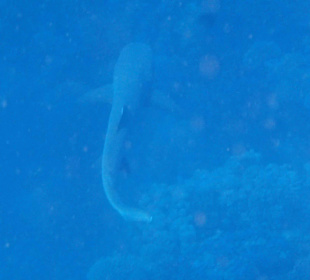 Weißspitzen - Riffhai am Nordriff 