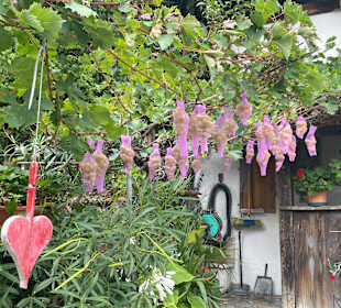 So werden Reben geschützt