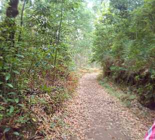 Wandern Santo da Serra