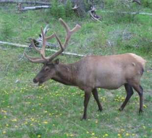 Wapiti, engl. elk