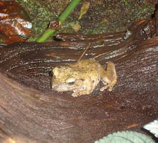 Frosch (Tropenhaus)
