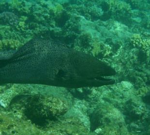 Muräne am Hausriff des Hotels Tulip Resort