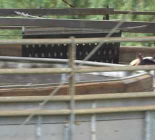 Haupt- und Landgestüt Marbach