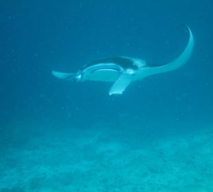 Snorkeling with Mantas