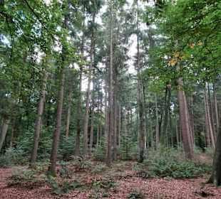 Alter Mischwaldbestand im Tiergarten Delmenhorst