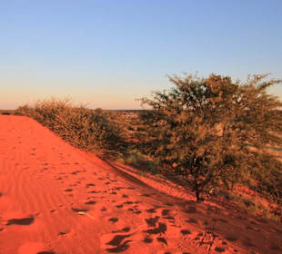 Letztes Sonnenlicht auf die rote Düne der Kalahari