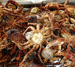 Fangfrische Krabben