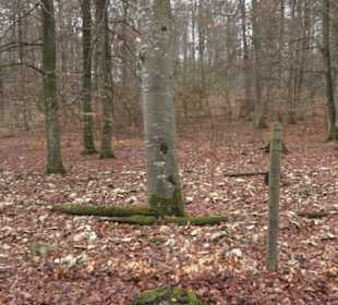 Wildpark Eichert