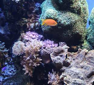 Monterey Bay Aquarium 