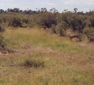 Gepardenjagd in der Masai Mara