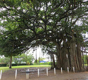 Baum im Botanical Garden