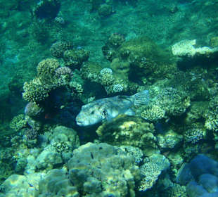 Großer Kugelfisch