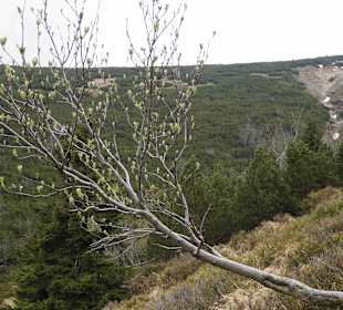 Berg Schneekoppe/Śnieżka