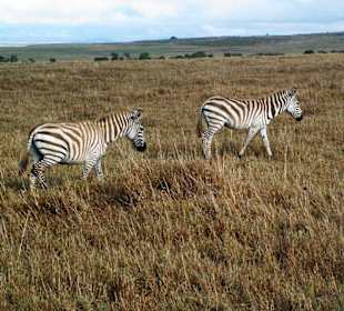 Zebras in der Mara