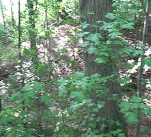 Wanderung zur Burgruine Liebenau