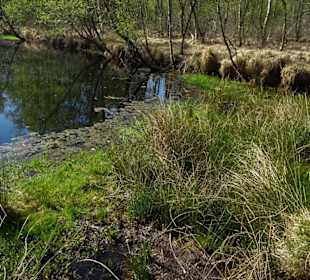 Impressionen aus der Gellener Torfmöörte