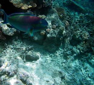 Faszinierende Unterwasserwelt