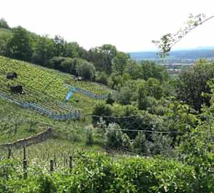 Früchtetrauf - Wurmlinger Kapellenwegle
