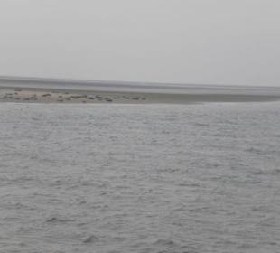 Seehundbank Tegeler Plate