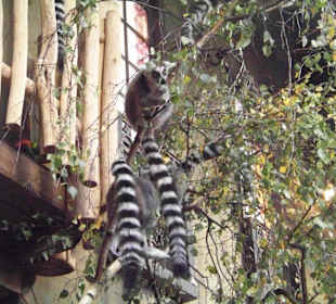 Tropenaquarium Hagenbeck