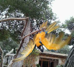 Papagei 