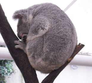 Zoobesuch bei Brisbane