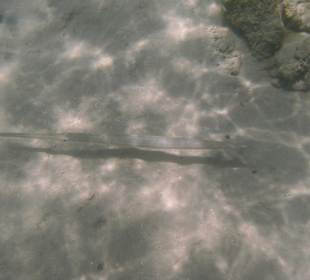 Nadel Fisch ca. 60 cm lang