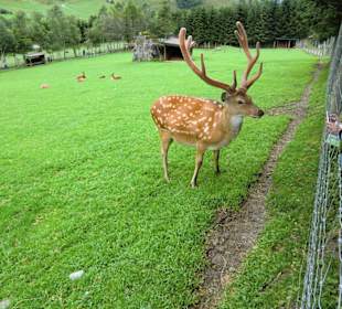 Man kommt nah an die Tiere heran