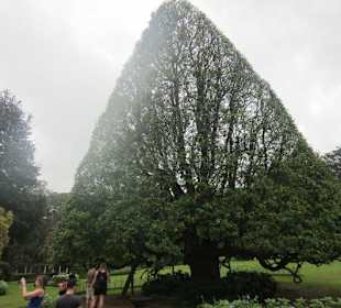 Im Botanischen Garten